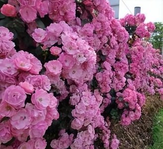 大型爬藤月季哪个品种好 十大爬藤月季排名