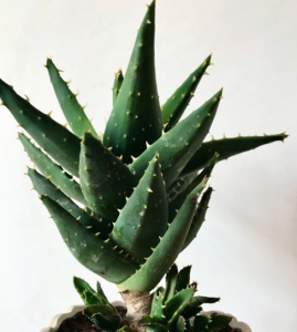 芦荟都有哪些品种 六大最美的芦荟品种推荐