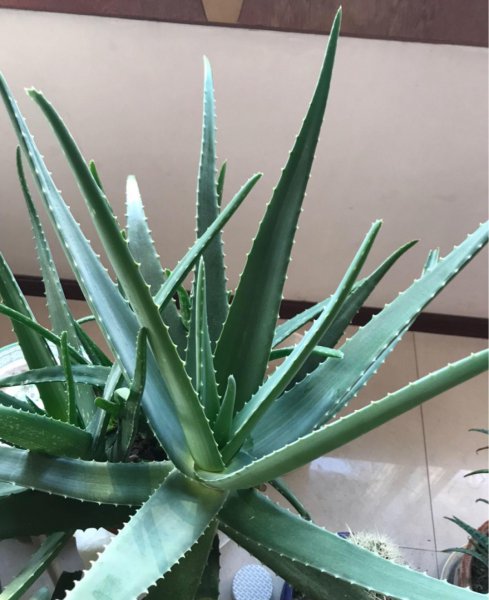 芦荟都有哪些品种