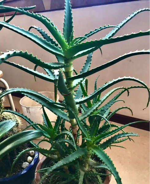 芦荟都有哪些品种