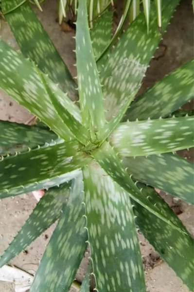 芦荟都有哪些品种