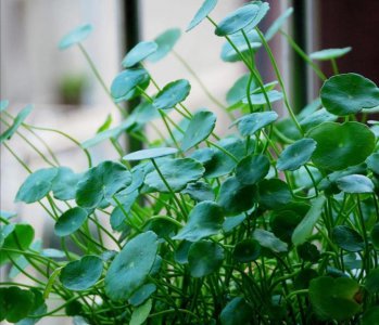 盆栽铜钱草的养殖方法和技术 种植铜钱草的妙招