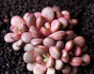 多肉名贵品种有哪些 盘点8大稀有多肉植物
