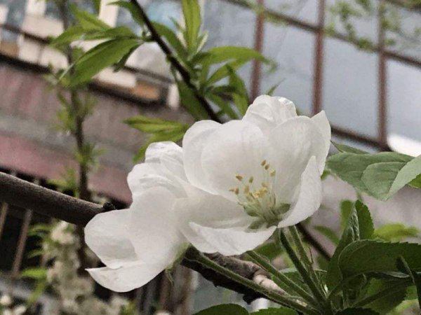 海棠树种类有哪些