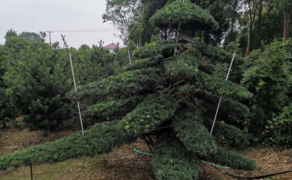 罗汉松有几个品种