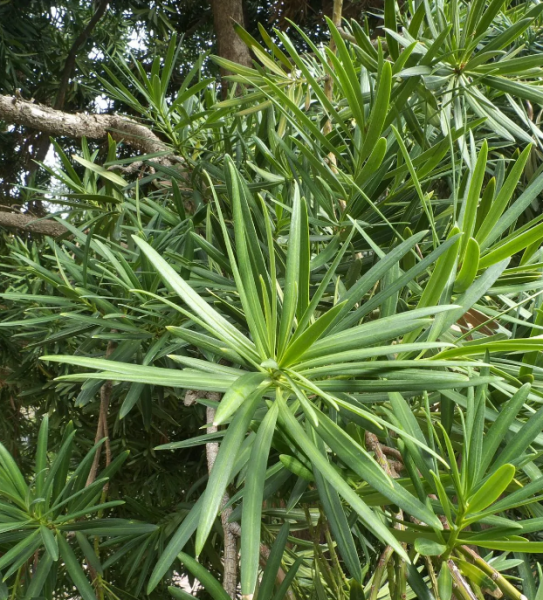 罗汉松有几个品种