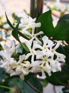 茉莉花的品种及图片 最常见的茉莉种类大全