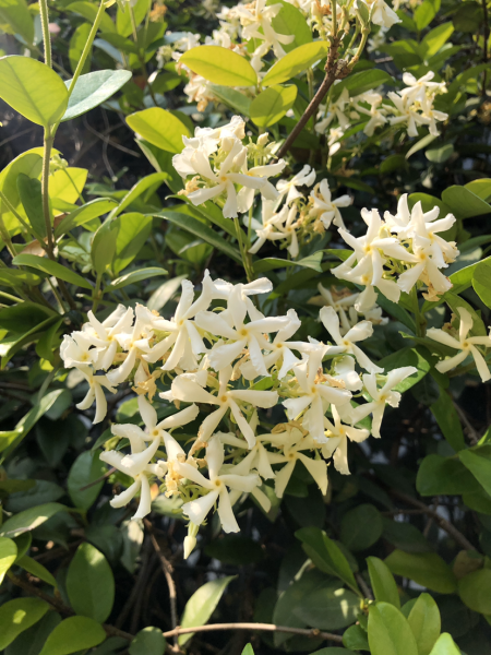 茉莉花的品种及图片