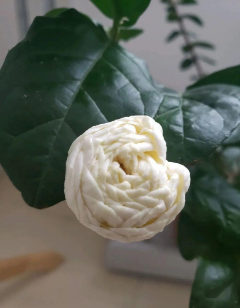 茉莉花的品种及图片
