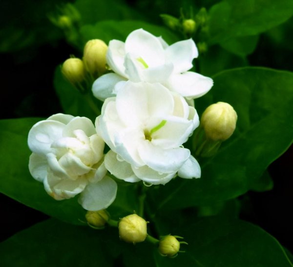 茉莉花的品种及图片