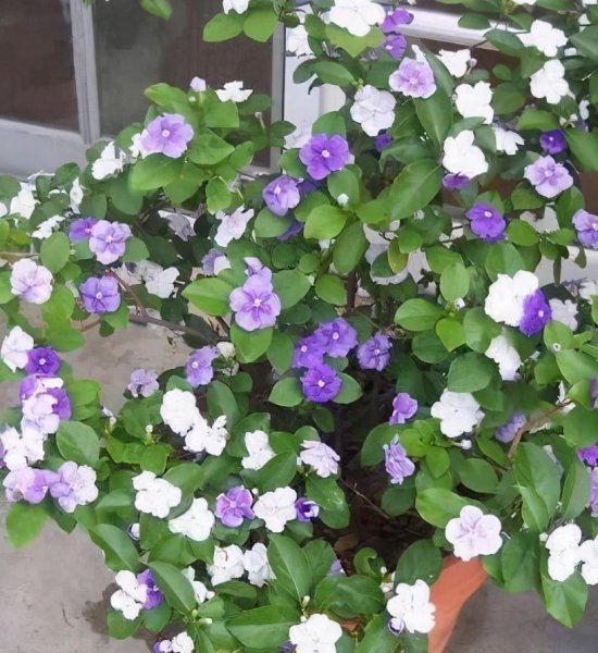茉莉花的品种及图片
