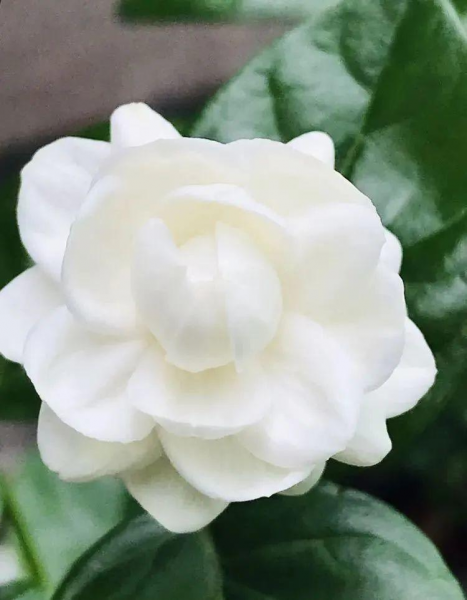 茉莉花的品种及图片