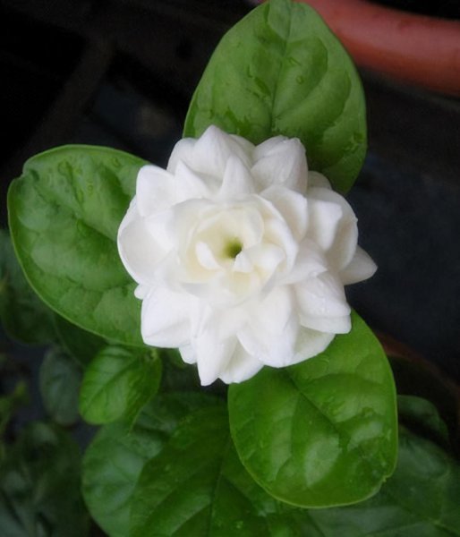 茉莉花的品种及图片