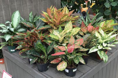 万年青花卉有几种 详解万年青品种分类