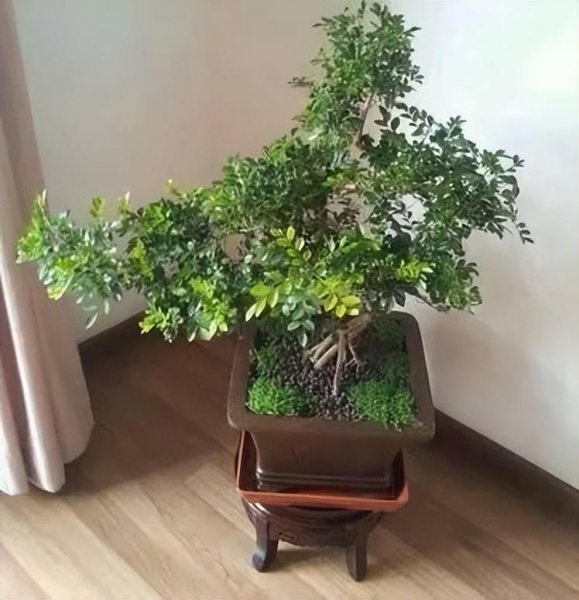 紫檀盆景怎么养