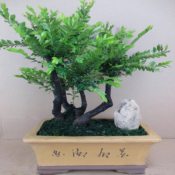 紫檀盆景怎么养