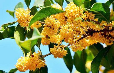 盆栽四季桂花树怎么养 四季桂花室内养殖方法