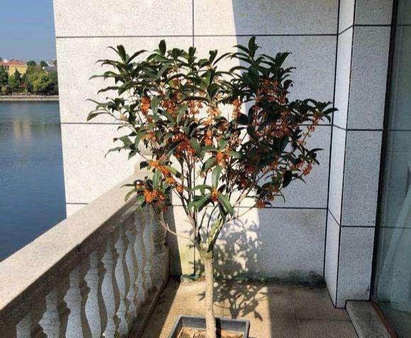 盆栽四季桂花树怎么养