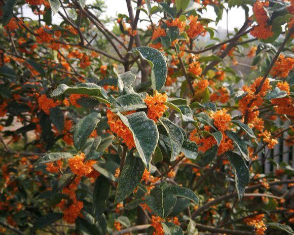 盆栽四季桂花树怎么养