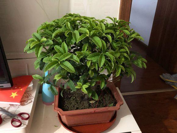 盆栽四季桂花树怎么养