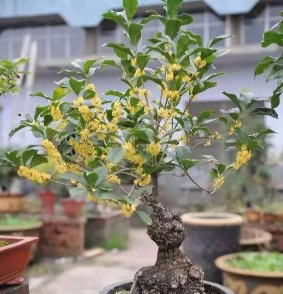 盆栽四季桂花树怎么养