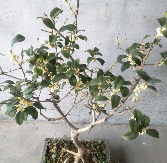 盆栽四季桂花树怎么养