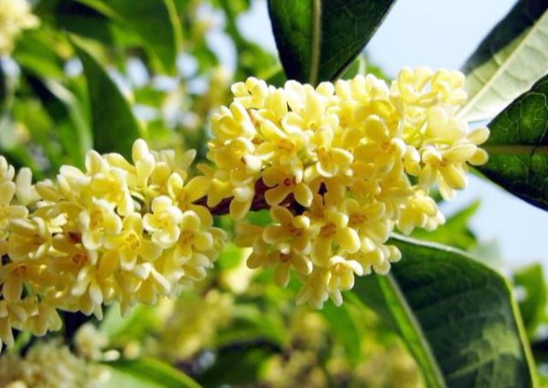 盆栽四季桂花树怎么养
