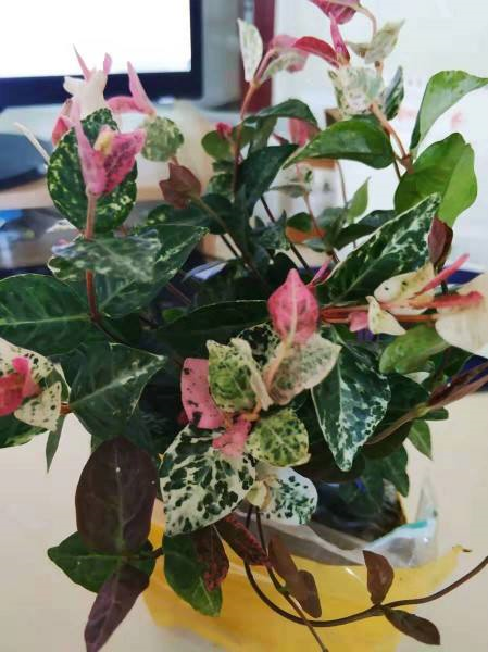 花叶络石盆栽怎样养