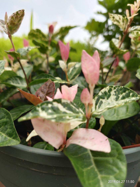 花叶络石盆栽怎样养