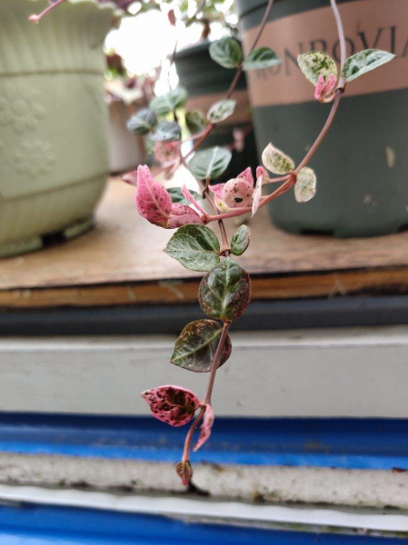 花叶络石盆栽怎样养