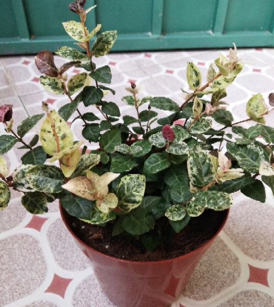 花叶络石盆栽怎样养
