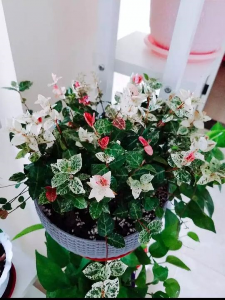 花叶络石盆栽怎样养