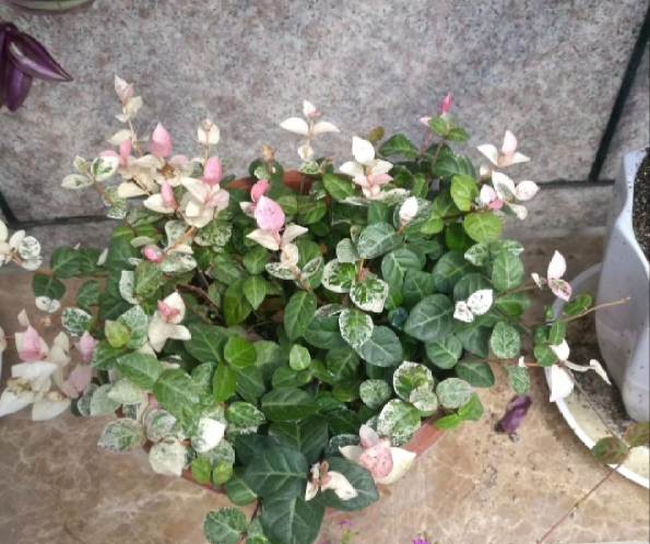 花叶络石盆栽怎样养
