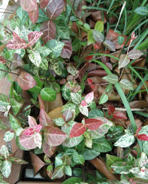 花叶络石盆栽怎样养