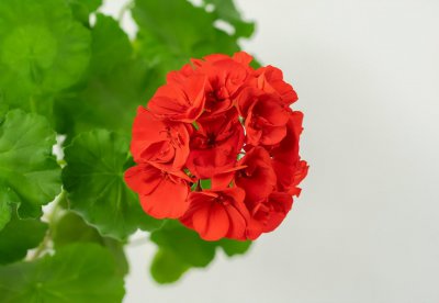 ?？ǖ氖夷谂柙杂心男?室内长期开花的植物推荐