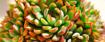 女雏多肉植物怎么养 有关女雏多肉养护小妙招