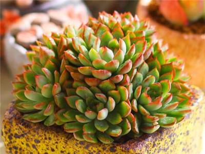 女雏多肉植物怎么养