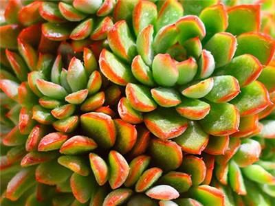 女雏多肉植物怎么养