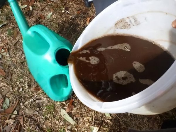 杜鹃花的养殖方法和浇水