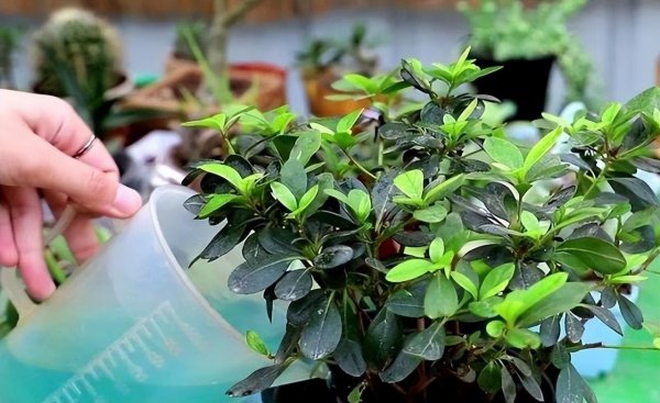 杜鹃花的养殖方法和浇水