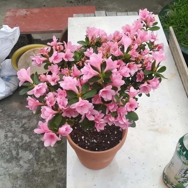 杜鹃花的养殖方法和浇水