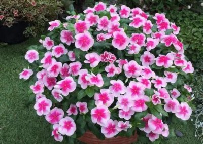 家庭适合养殖的花卉有哪些 家养花卉品种大全