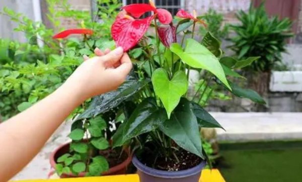 家庭适合养殖的花卉有哪些