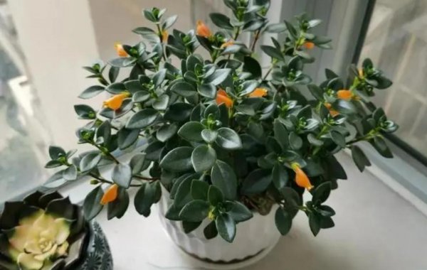 家庭适合养殖的花卉有哪些