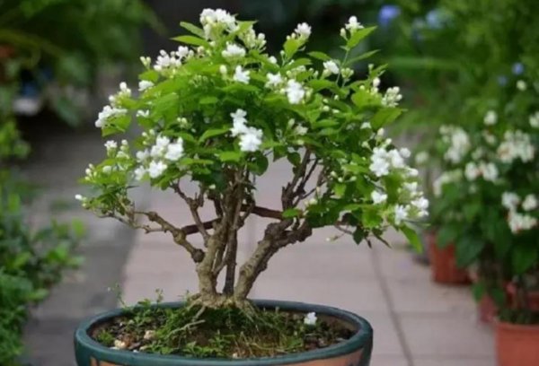 家庭适合养殖的花卉有哪些