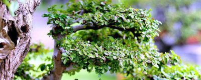 白蜡盆景怎么养护 白蜡盆景种植和管理方法