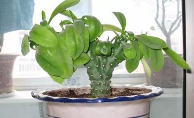 麒麟掌植物怎么养 有关麒麟掌养护知识