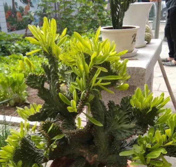 麒麟掌植物怎么养