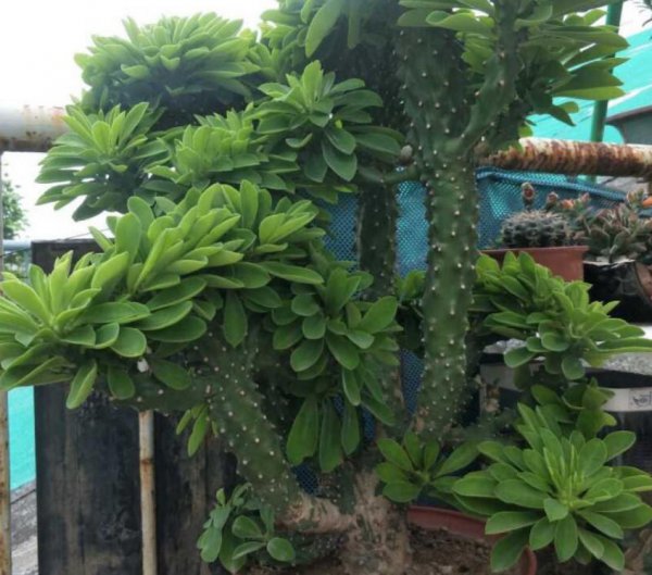 麒麟掌植物怎么养