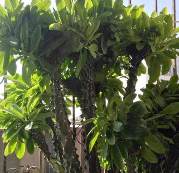 麒麟掌植物怎么养